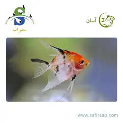 ماهی آنجل کوی