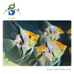 ماهی آنجل کوی