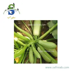 بذر کدو سبز هیبرید SL5 تک گل سمینیس