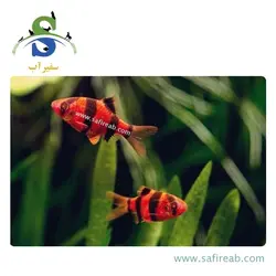 ماهی تایگر بارب قرمز