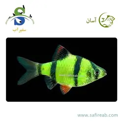 ماهی تایگر بارب فسفری