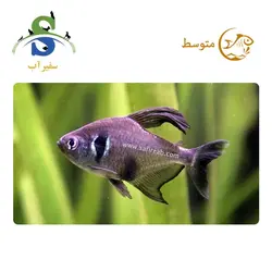 ماهی تترا بلک فانتوم