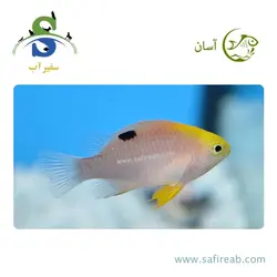 ماهی دامسل تالبوتی