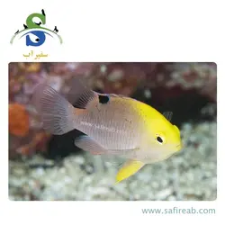 ماهی دامسل تالبوتی