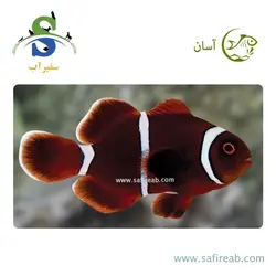 ماهی دلقک مارون