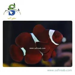 ماهی دلقک مارون