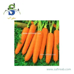 بذر خیار استاندارد بتا آلفا روزن سیدز