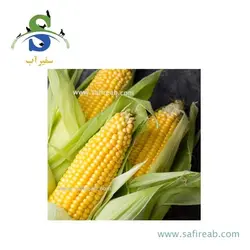 بذر ذرت سوپر سوئیت هانی زد کی آی