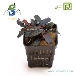 بوسفلاندرا بلیندای بزرگ