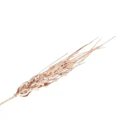 شاخه سنبل گندم مسی