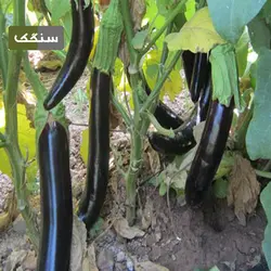 بذر بادمجان چاه بلند - کشاورزی سنگک شاپ