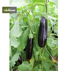 بذر بادمجان قلمی اسکارلاتی