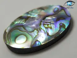 صدف آبالون بیضی 4.7 گرم