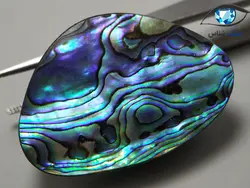 صدف آبالون رنگین کمانی درشت 16.4 گرم