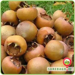 ازگیل جنگلی - یک کیلو