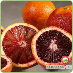 پرتقال سانگین شمال