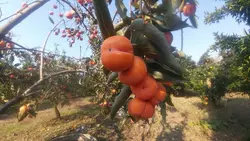 دوشاب یا شیره خرمالو سنتی