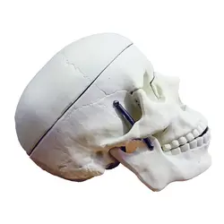 مولاژ جمجمه