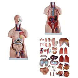 مولاژ نیم تنه 40 قسمتی 1/1