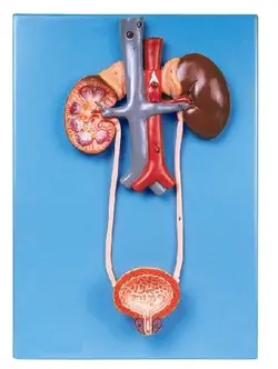 مولاژ سیستم دفع ادرار