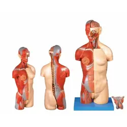 مولاژ نیم تنه دو جنسیتی 32 قسمتی