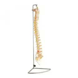 مولاژ ستون فقرات ساده