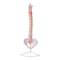 مولاژ ستون فقرات و لگن ساده