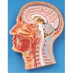 مولاژ مقطع میانی سر و گردن