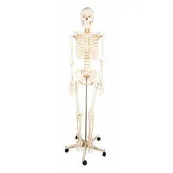 مولاژ اسکلت ساده 180 سانتی متری
