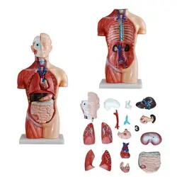 مولاژ نیم تنه 18 قسمتی 1/2