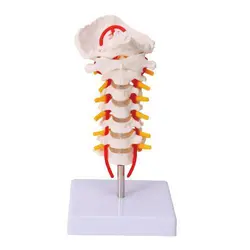 مولاژ مهره های گردن