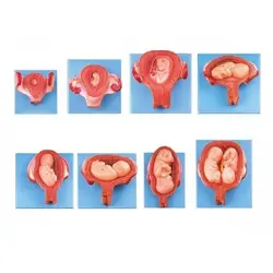 مولاژ مراحل رشد جنین