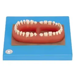 مولاژ سری دندان کامل بزرگسالان