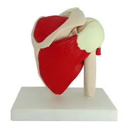 مولاژ مفصل شانه با نمایش عضلات