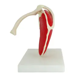 مولاژ مفصل شانه با نمایش عضلات