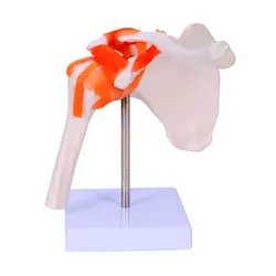 مولاژ مفصل شانه با نمایش رباط ها