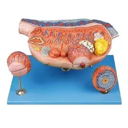 مولاژ تخمدان