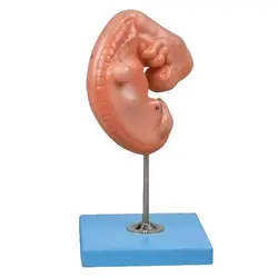 مولاژ جنین یک ماهه