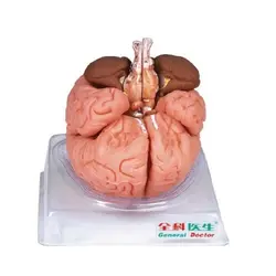 مولاژ مغز 8 قسمتی