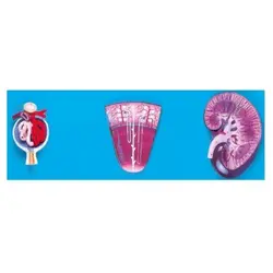 مولاژ کلیه، نفرون و جسم فعال کلیوی