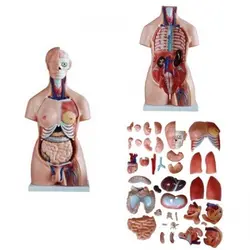 مولاژ نیم تنه 40 قسمتی