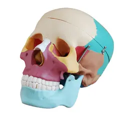 مولاژ جمجمه رنگی