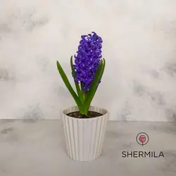 خرید گل سنبل