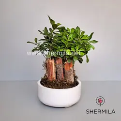 گلدان بن سای میخک هندی