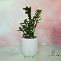 گلدان زاموفیلیا