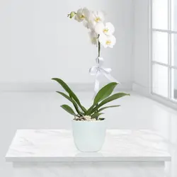 خرید گل ارکیده