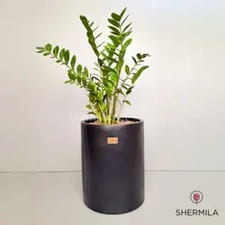 گلدان گیاه زاموفیلیا سایز بزرگ