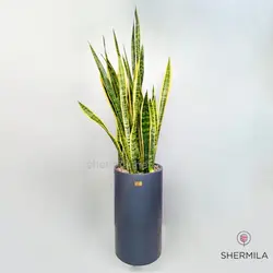 گلدان سانسوریا - بزرگ