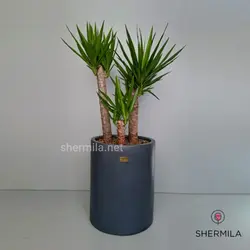 گلدان گیاه یوکا بزرگ