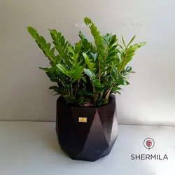 گلدان زاموفیلیا بزرگ